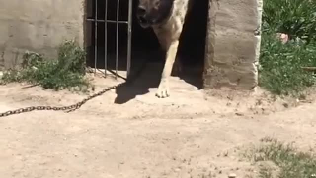 Kangal dog attitude video