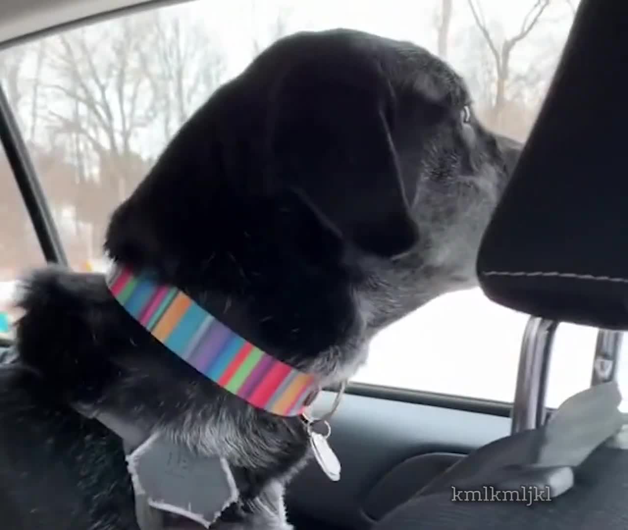 a guy and his dog