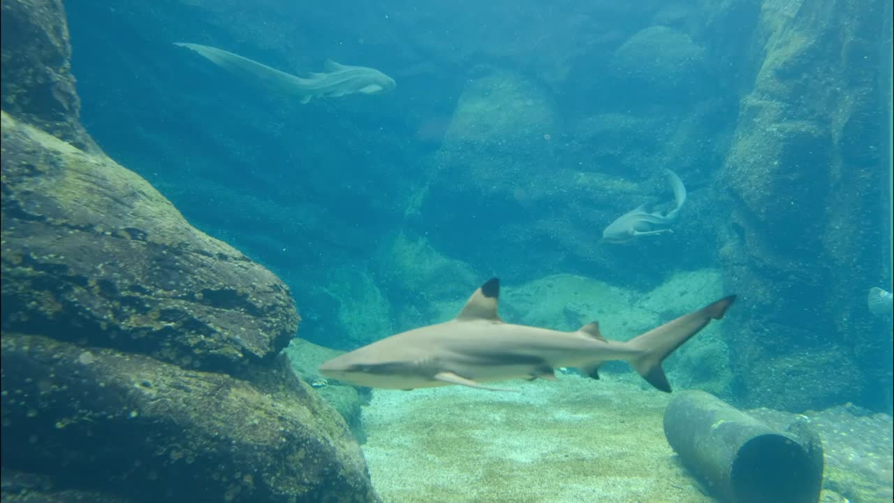 Different Species Of Sharks Swimming Underwater: Relaxing Music