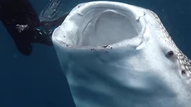 Biggest fish in the world and swimmer feeding whale shark