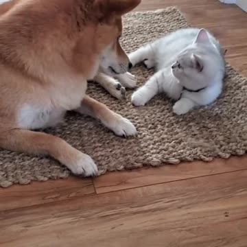 baby Sultan breaking down Cairo's barriersFollow