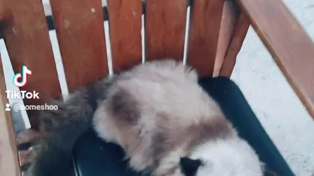 قطط كيوت cats