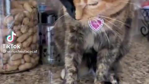 Funny cats videos 2021 | funniest videos with cats | funny videos