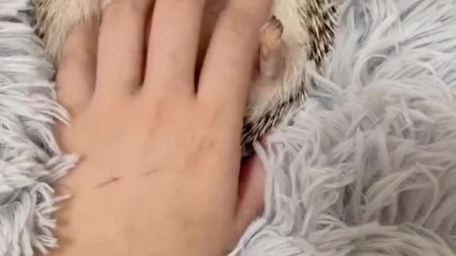 Hedgehog enjoying a massage