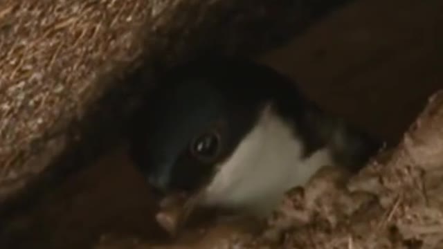 Swallows make their nests under the eaves