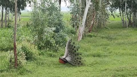 Dancing Peacock 🦚