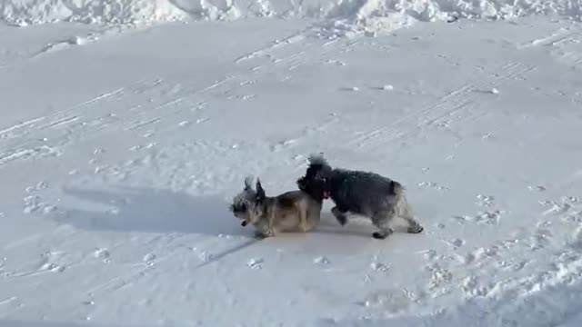 Winter doggies