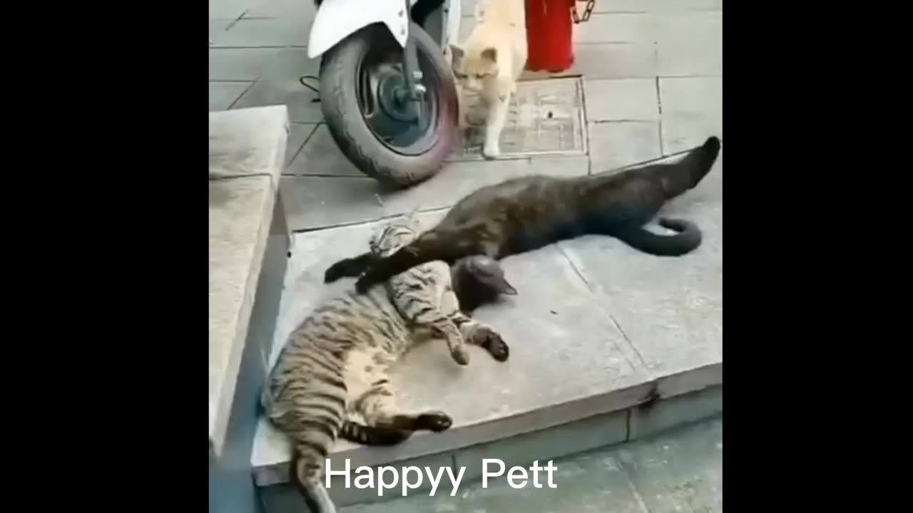 Funniest Animals 2023 - Funniest Cats and Dogs - Part 30/Happyy Pett