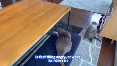 the reaction of the otters making the popcorn