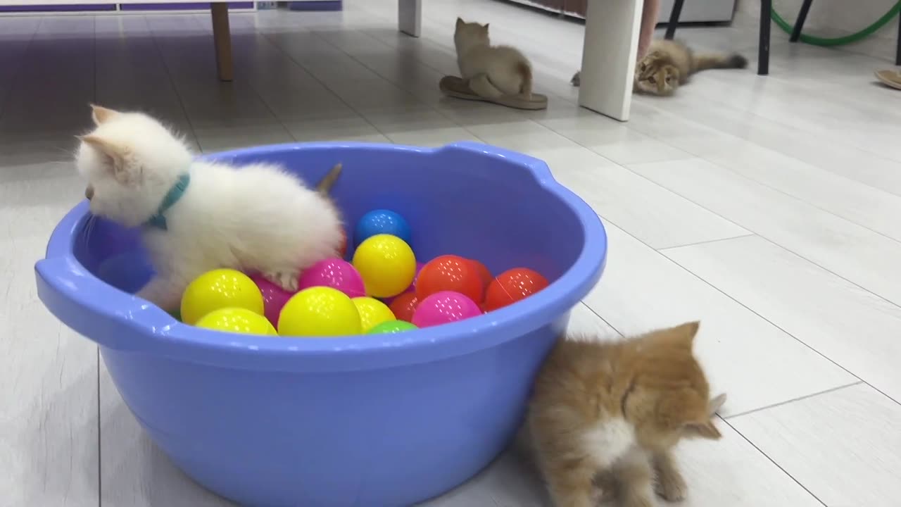 Kittens having fun and playing in the dry ball pool