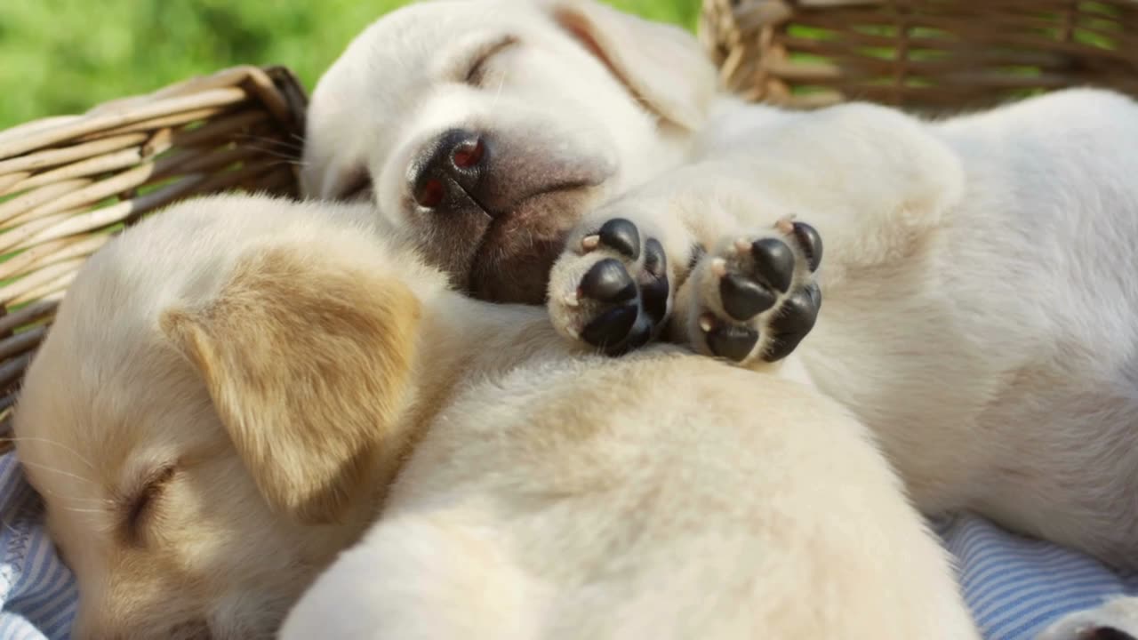 Close-up cute little Labrador puppies that sleep in a basket on the green grass in the park