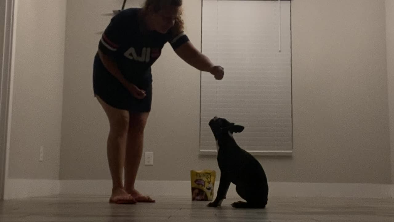 Puppy Tricks