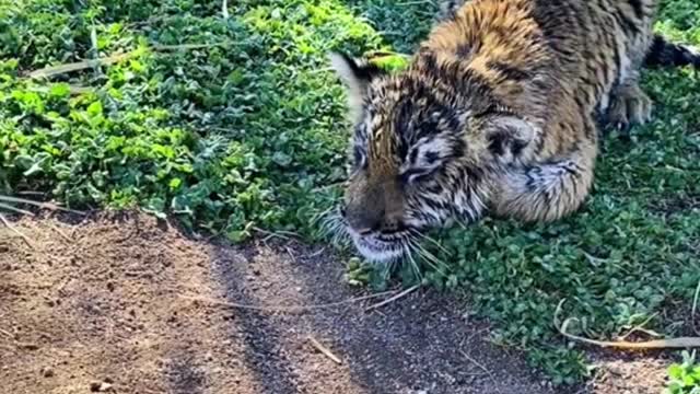 Did the tiger cub just get out of the bath? I was wet