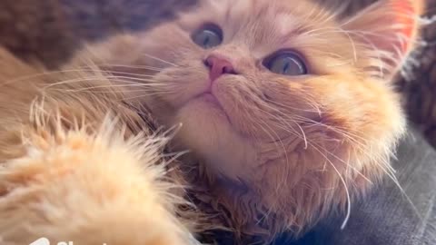 Cute cat #youtubeshorts #shortfeed #cat