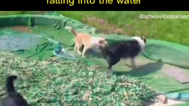 Accidentally fell into the pool