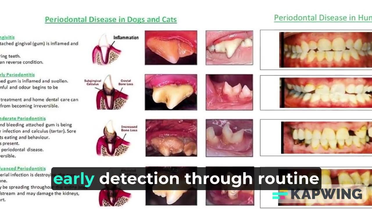 peridontal disease in dogs