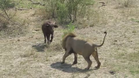 Buffalo calf confronts a male lion