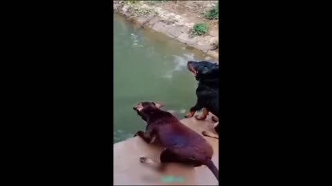 funniest animals videos 2023 part 6