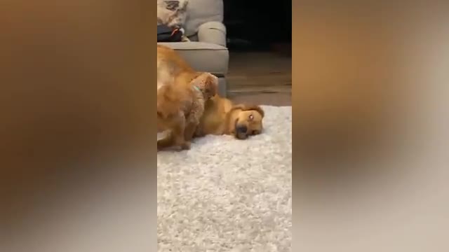 dogs