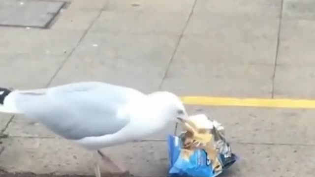 Hungry bird