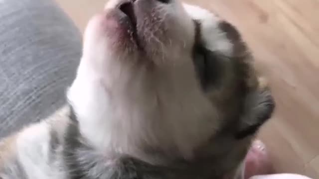CUTE LITTLE PUPPY FIRST HOWL 😍😊