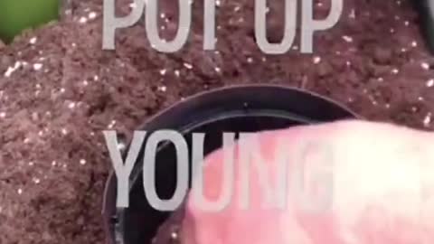 Gardening Tips