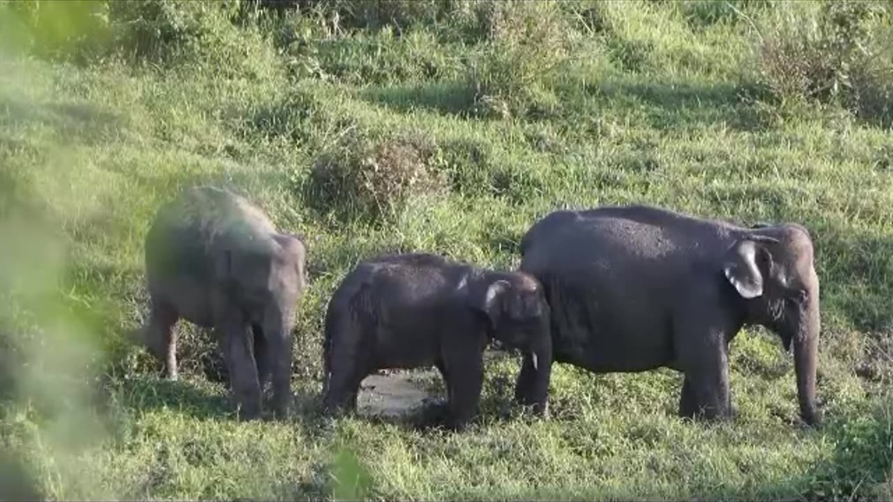 Elephant herds - why do they stay together