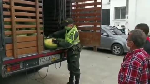 What happens when you open a watermelon in Colombia. 🌲🔥💨