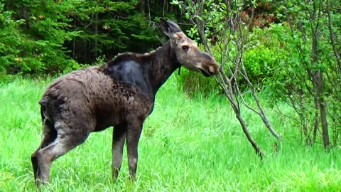 Moose takes a pee break