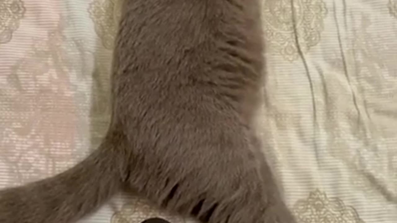 Funny cat fart