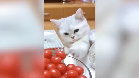 Cat are awesome try not to laugh