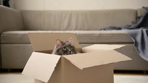 Cat in the Box