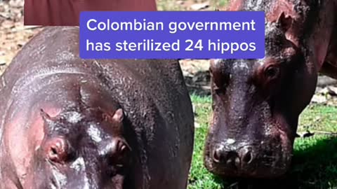 Pablo Escobar's hipposare legally people