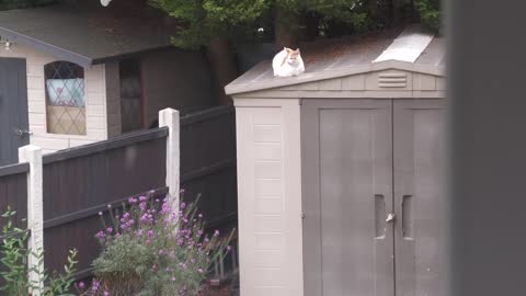 Cat Loaf On The Roof