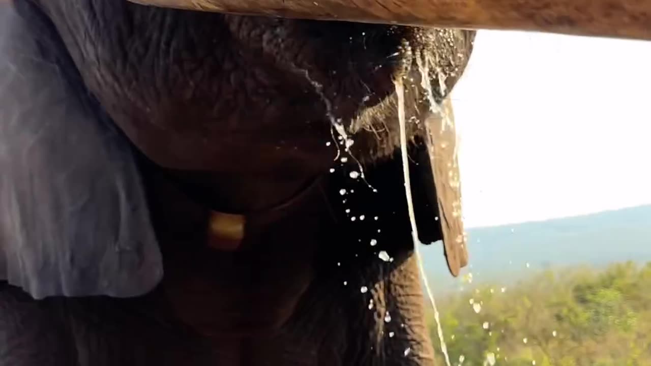 Get to notice how the elephant drinks its water.