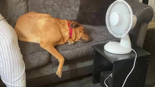 My overworked and hard done by dog cooling off