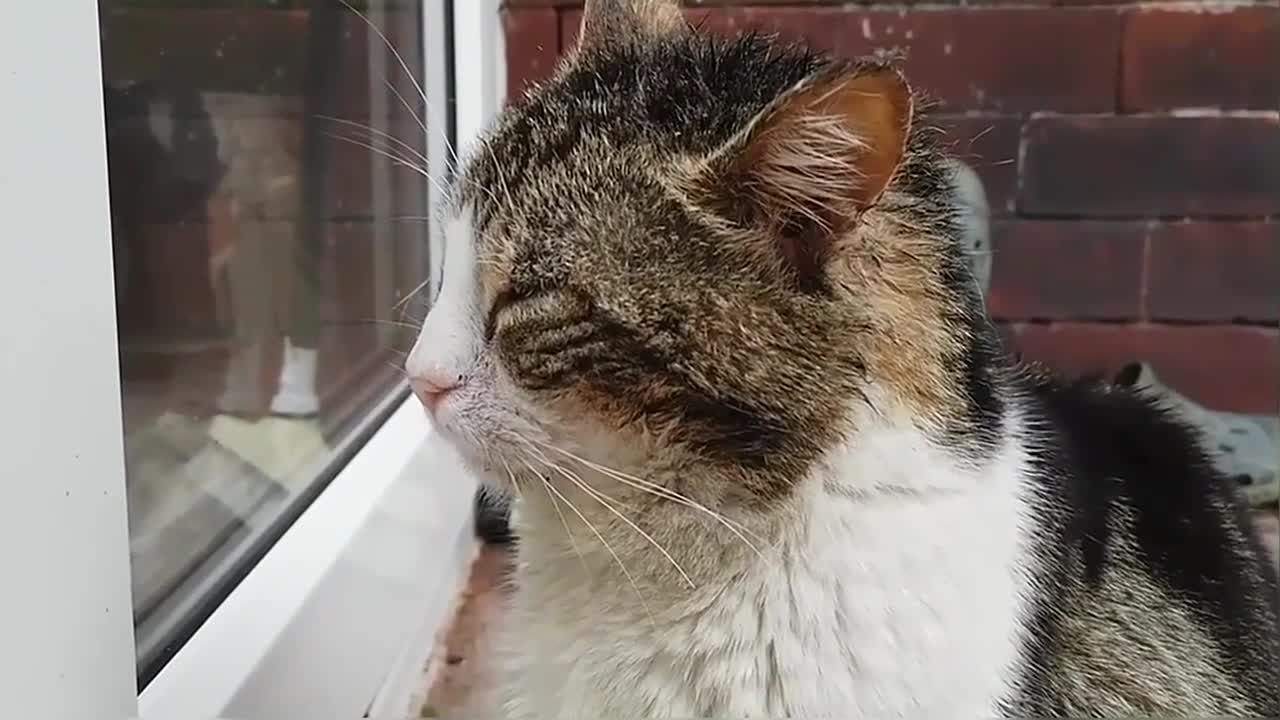 Two Hungry Stray Cats In My Yard