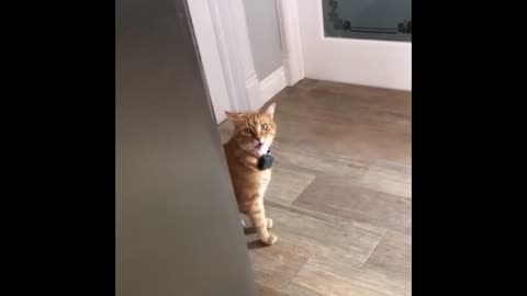 Funny cat says well hi