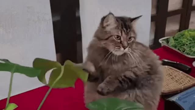 Cute Cat Gif! 🥰💗🐈