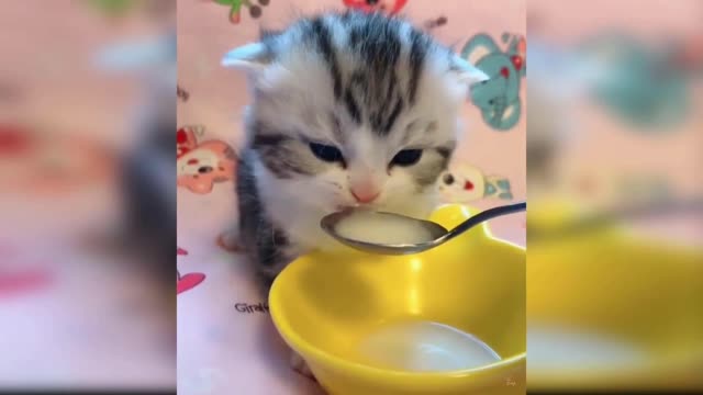 Cute cat drinking milk