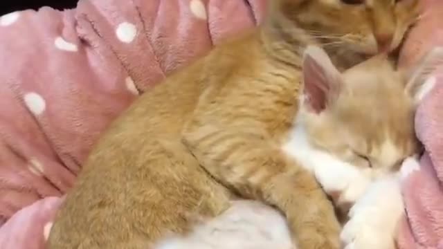 Cute Cat away