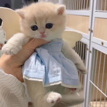 How to care kitten😉👍