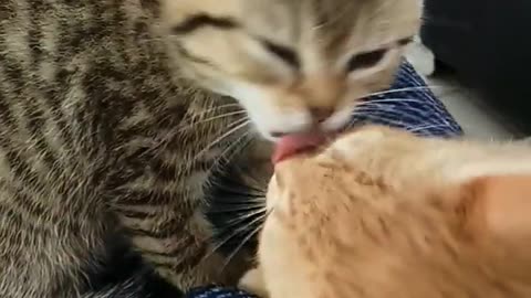 DAILY CUTENESS ❤️ 🐈 🐈‍⬛ #cat #cats #kitten #kittens #catlover #pets #pet #貓 #猫 #बिल्ली #gata #gato #кот #cute