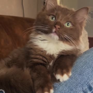 Hello there what’s for breakfast 🤣