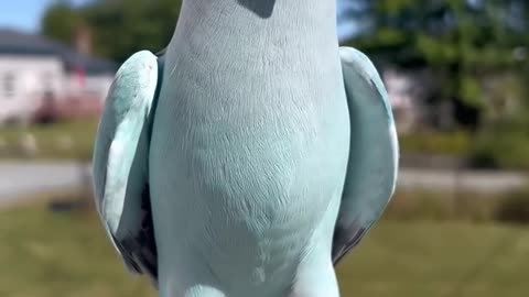 Parrot Waving Hello While Free flying Outside