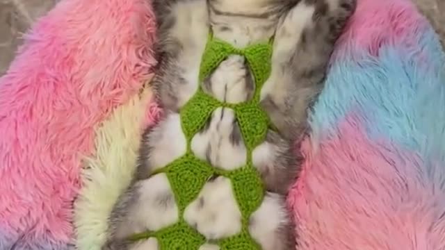 It is a kind of respect for the cats