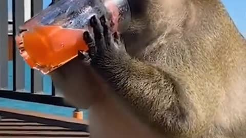 monkey funny video