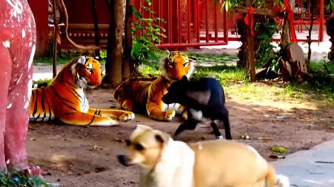 Fake Tiger Prank on Dog, I feel bad for this doggy but this is hilarious