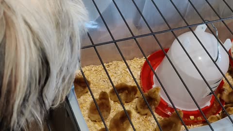 A bearded girl trying to get into the chicken brooder