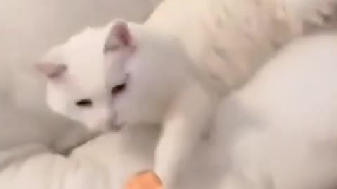 Funny cat